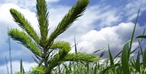 suncor greenwash image